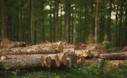 What the EU’s Anti-Deforestation Law Means for Fashion
